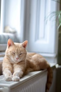 striped-ginger-cat-relaxing-on-a-radiator